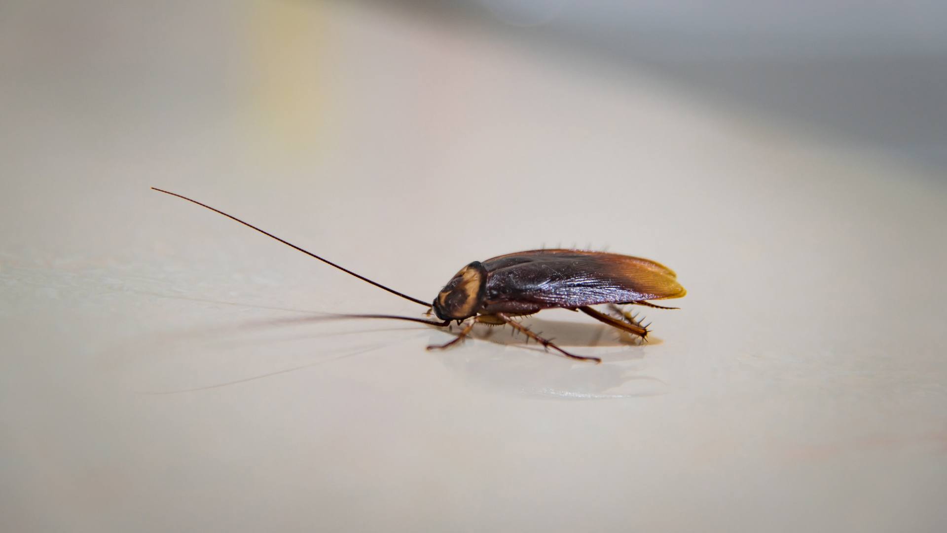 cockroach removal oshawa