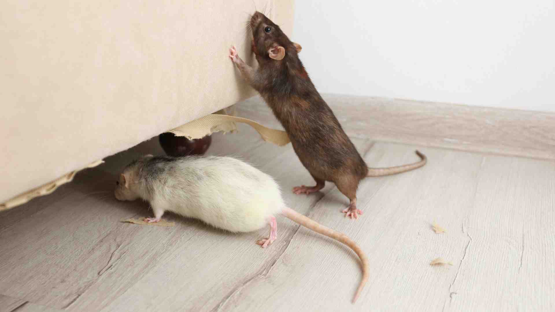 mice control oshawa