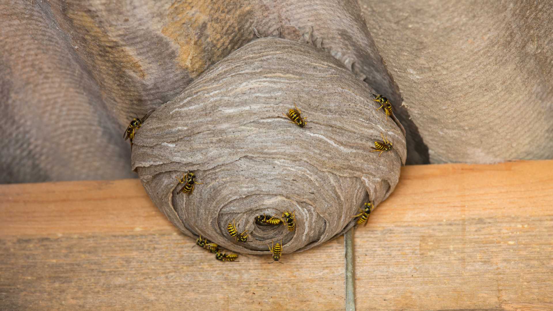 wasps nest removal oshawa