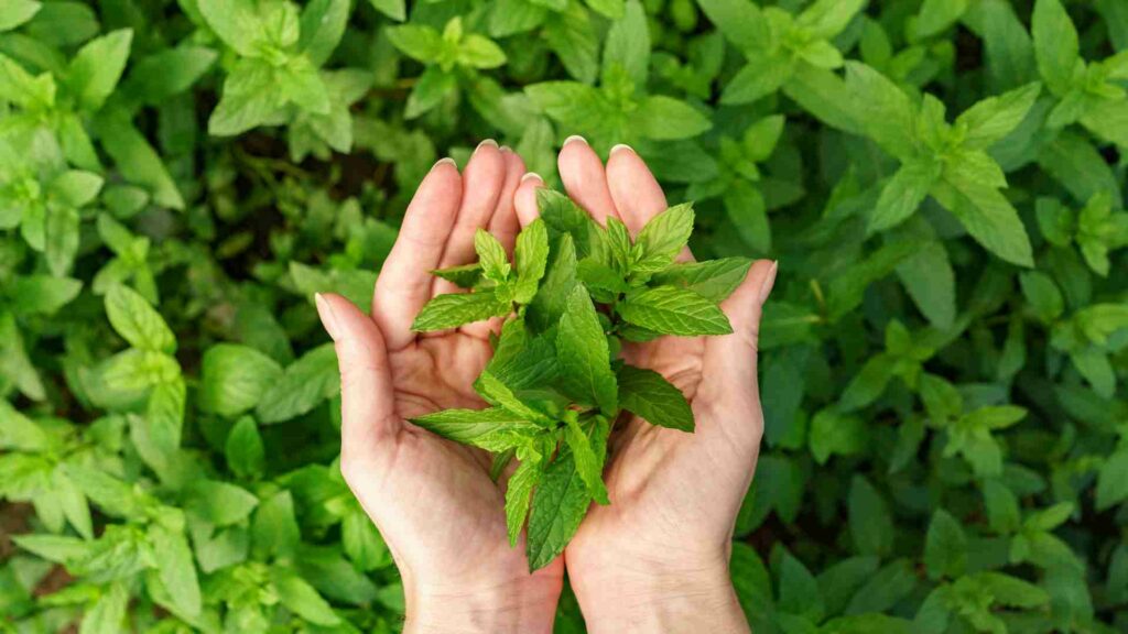 Say Goodbye to Pests with Peppermint: A Comprehensive Guide for Toronto Residents
