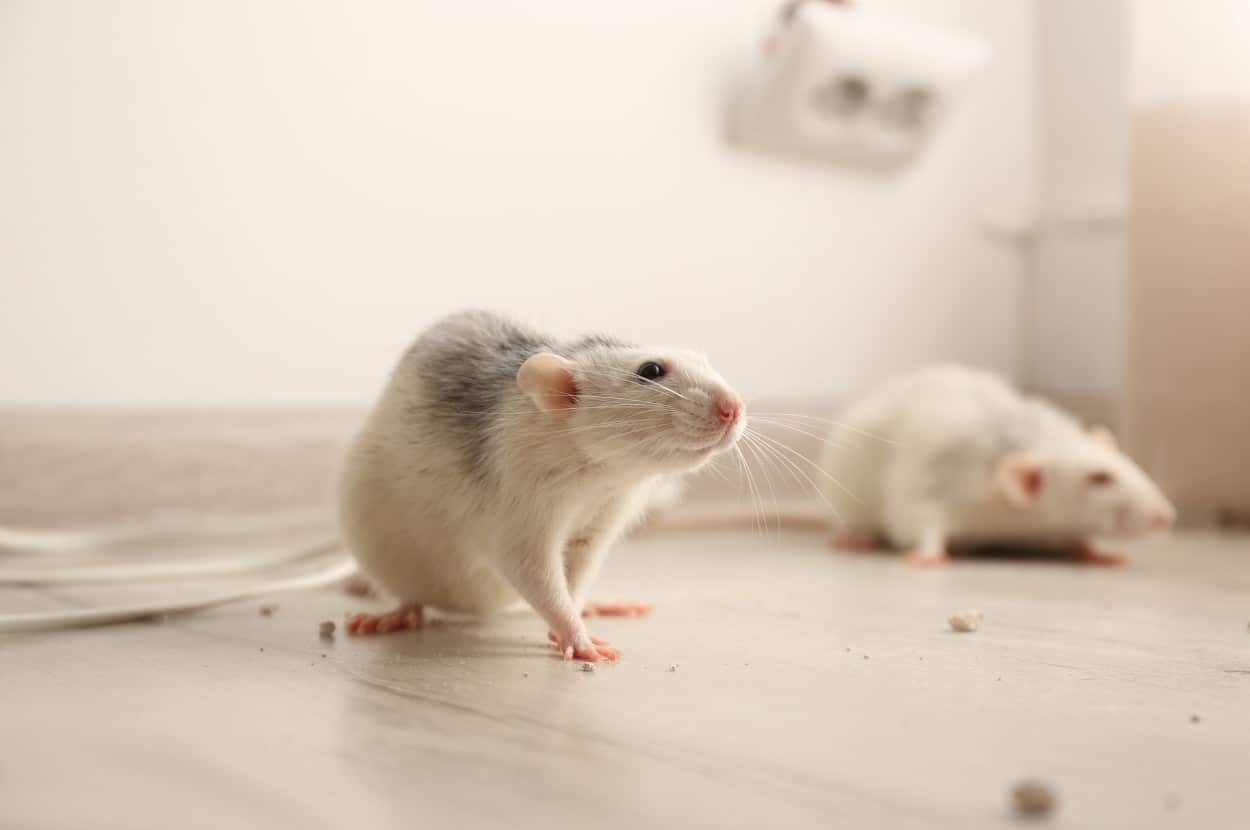 Dangers of a Mice Infestation Ajax