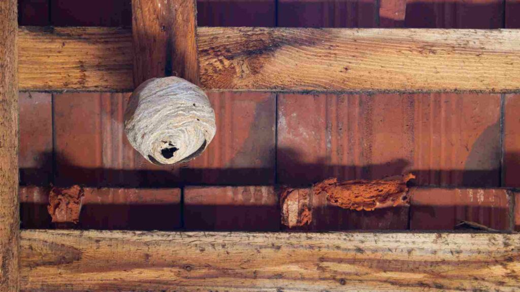 How to Identify and Safely Remove Hornet Nests in Toronto