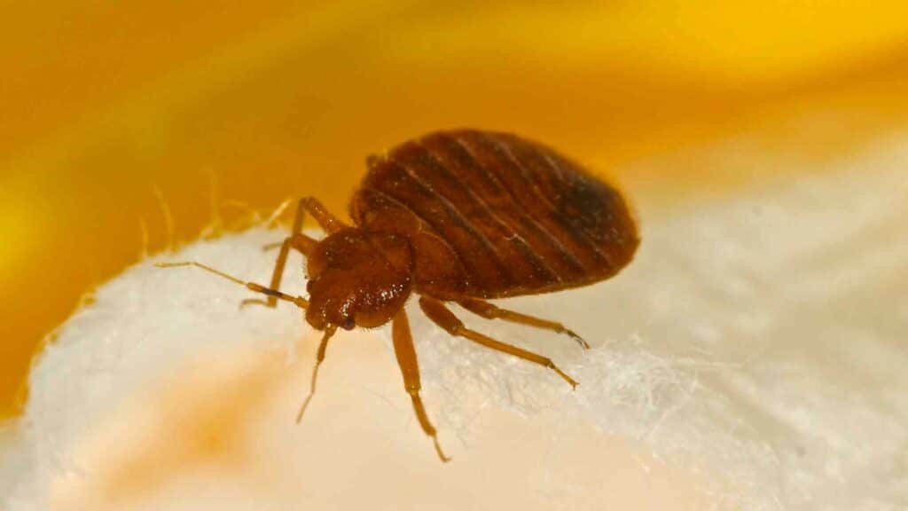 Shedding Light on Toronto's Bedbug Dilemma: Understanding the Main Causes