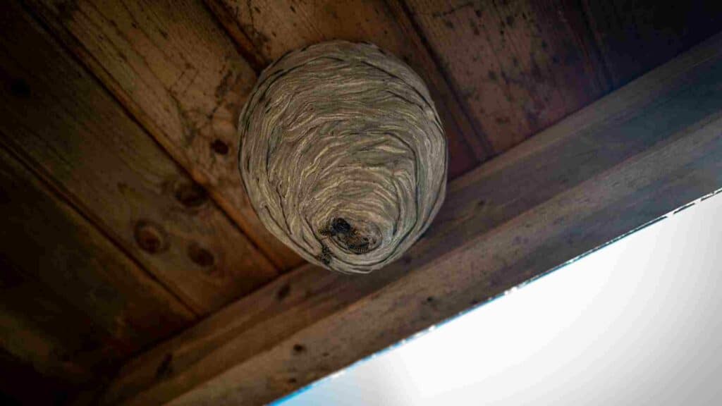 The Silent Peril: Understanding the Dangers of Hornet Nests in Toronto's Iconic Heritage Sites