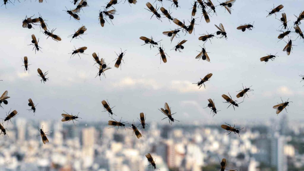 Buzz Off, Flying Ants! The Best Ways to Get Rid of Them in Toronto