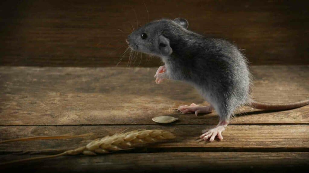 From Delightful to Disgusting: How Mice Can Ruin Your Favorite Toronto Restaurant