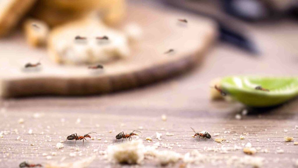 Is Your Toronto Home Vulnerable to Ant Infestations? Signs to Look Out For