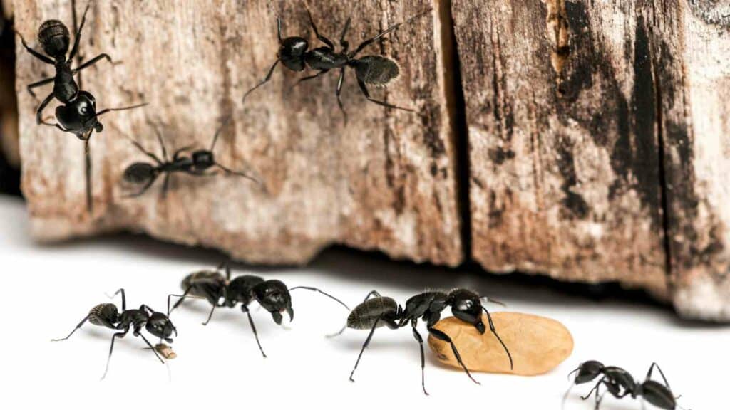 Ant Infestation in a Clean House? Discover the Reasons and Solutions in Toronto!