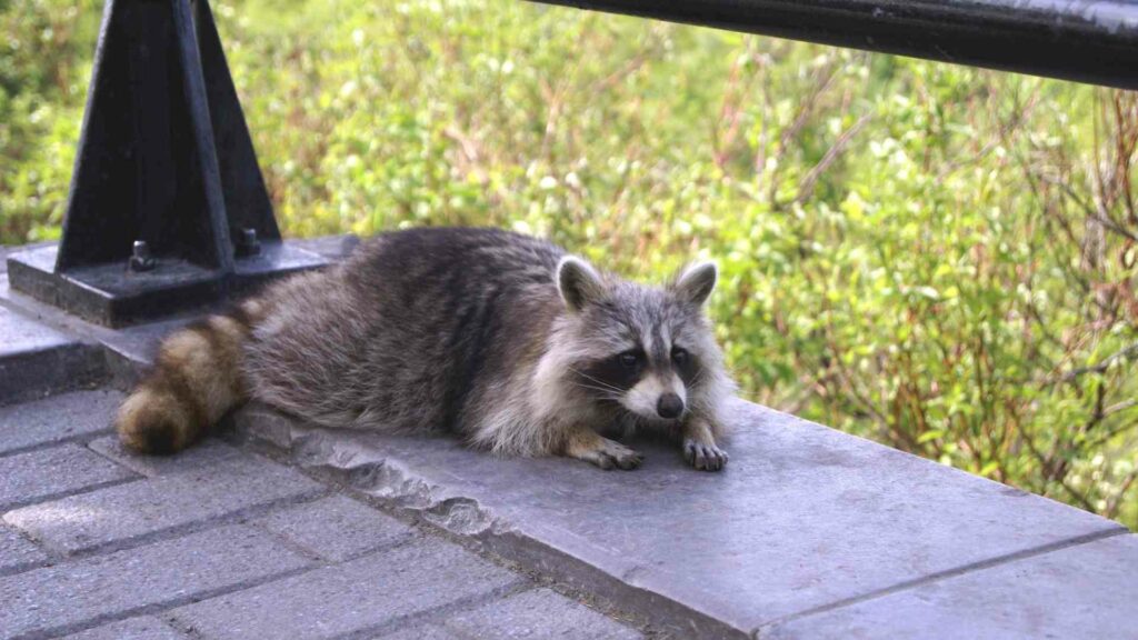 Raccoons in Toronto: Should You Be Worried About Their Potential Hazards?
