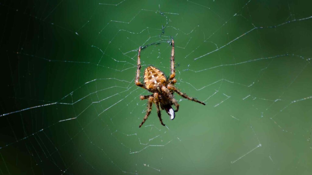 Spider Webs in Your Toronto Home? Here's What You Need to Do First