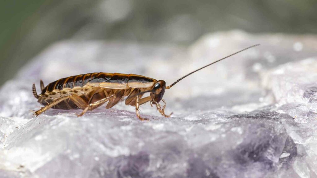 The Creepy Truth About Cockroaches in Toronto: Shocking Facts You Didn't Know