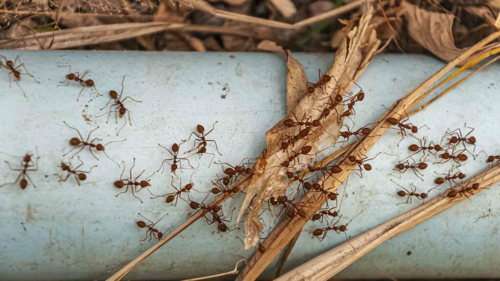 Uncovering Toronto's Ants' Sweet Tooth: Do They Really Go for Chocolate?