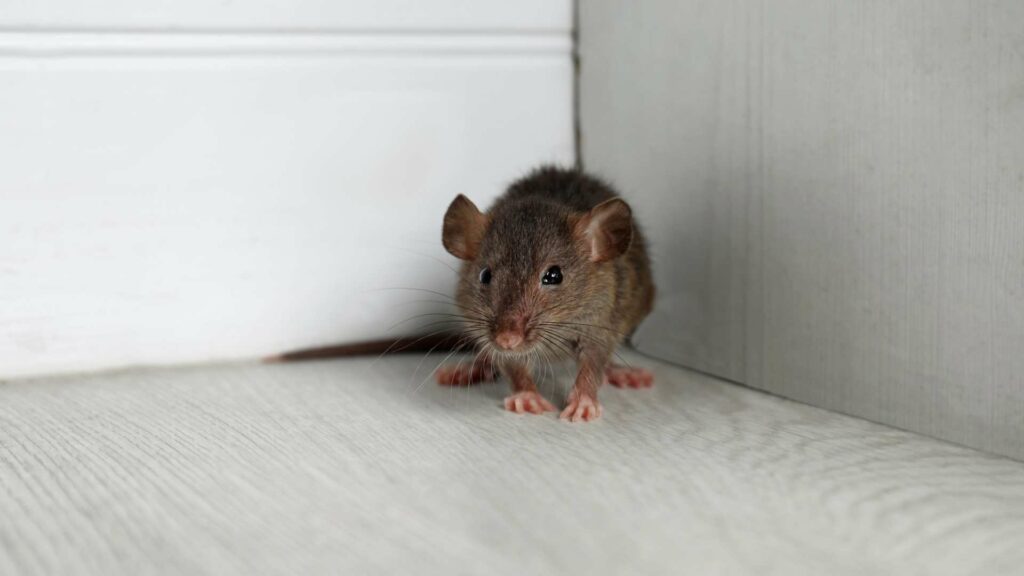 Unveiling the Mystery: The Surprising Reason Behind Mice Infestations in Toronto Villas