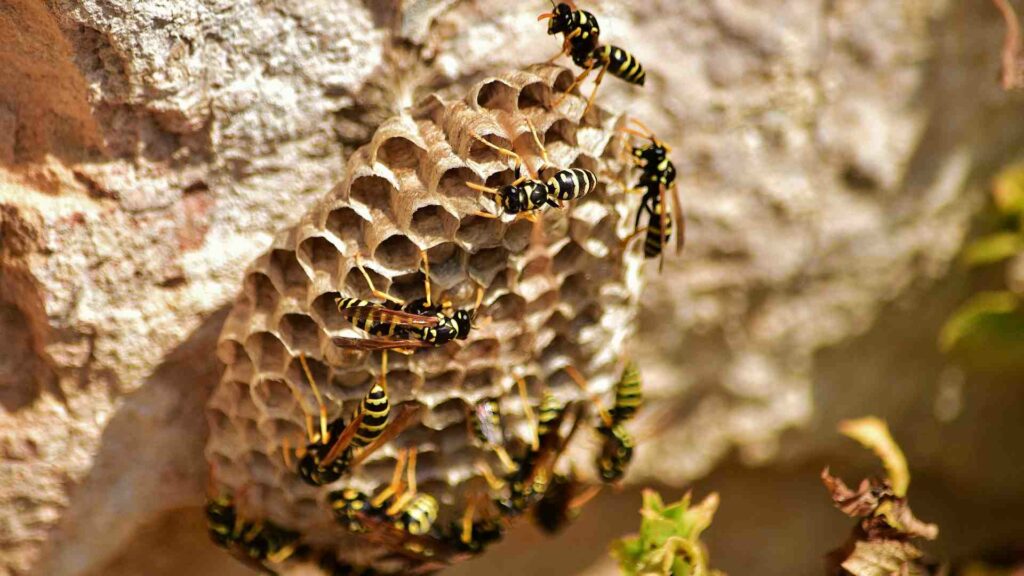 Cambridge Wasp Nest Removal: Can You Do It Yourself?
