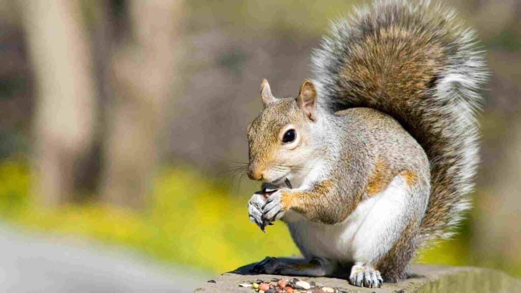 Stay Alert: Understanding How Squirrels Can Infect Humans in Mississauga