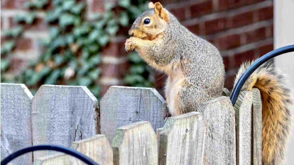 The Dark Side of Squirrels: Exploring Disease Transmission in Mississauga