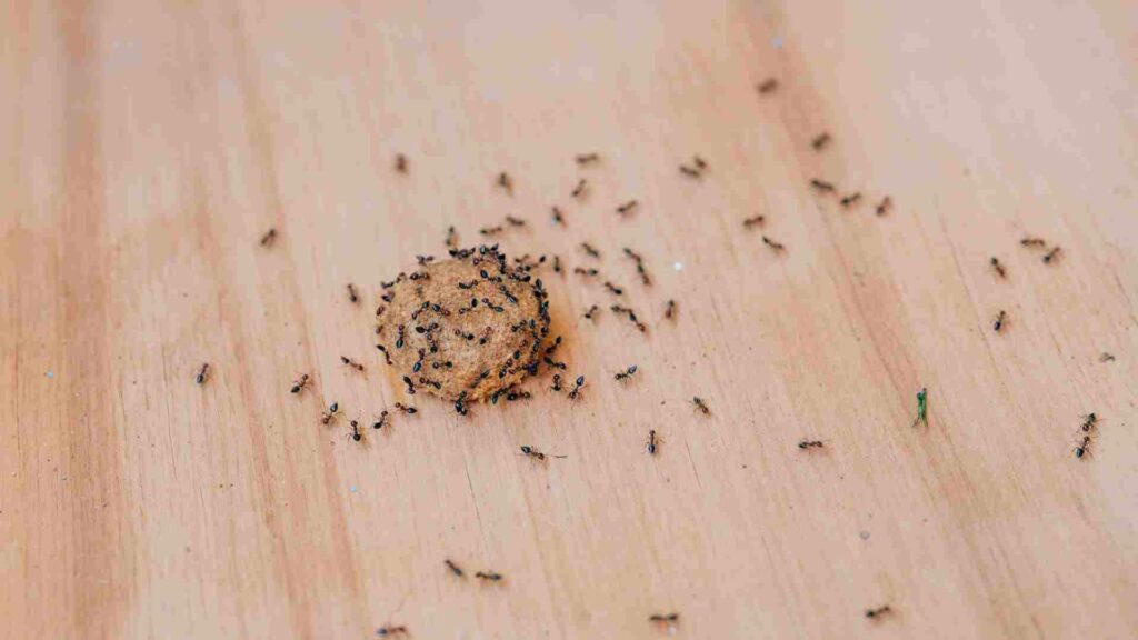 Top 10 Solutions for Ant Control in Toronto Homes