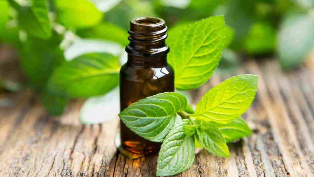 Banish Pests the Natural Way: Using Peppermint Oil in Mississauga to Safeguard Your Home