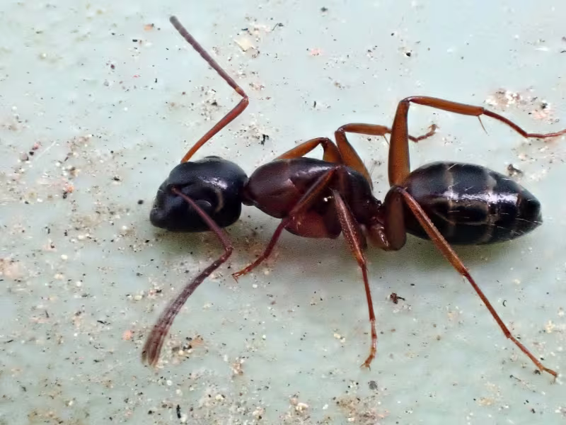 Honey bee collecting pollen from flowers in a garden setting
