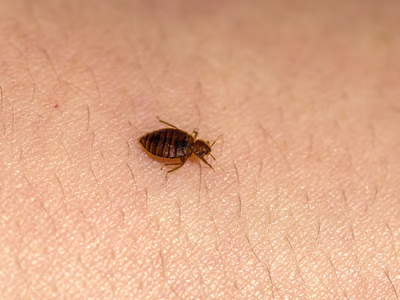 Bumblebee feeding on a flowering plant near a residential garden