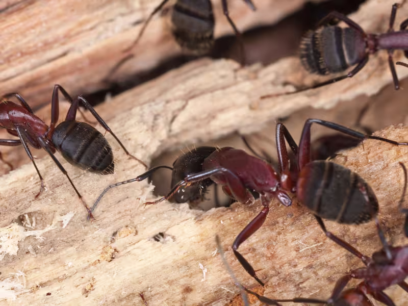 Bumblebee feeding on a flowering plant near a residential garden