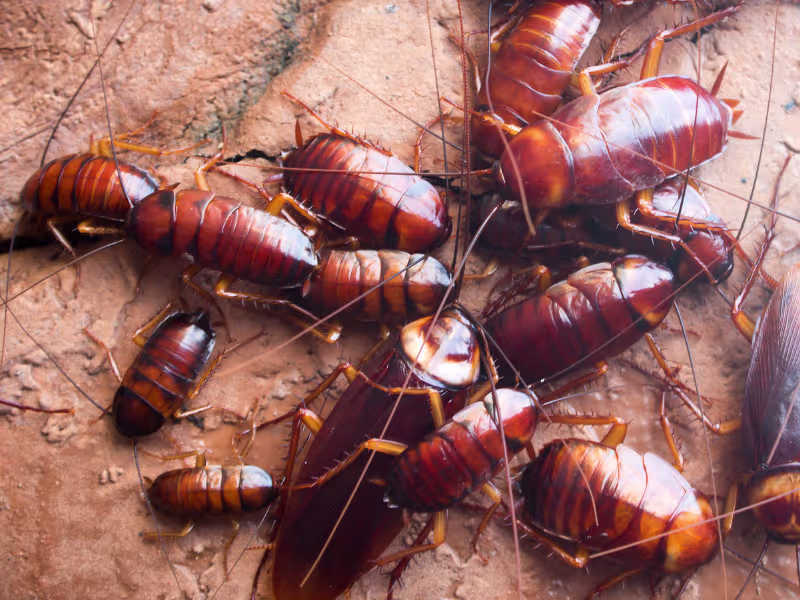 Bumblebee feeding on a flowering plant near a residential garden