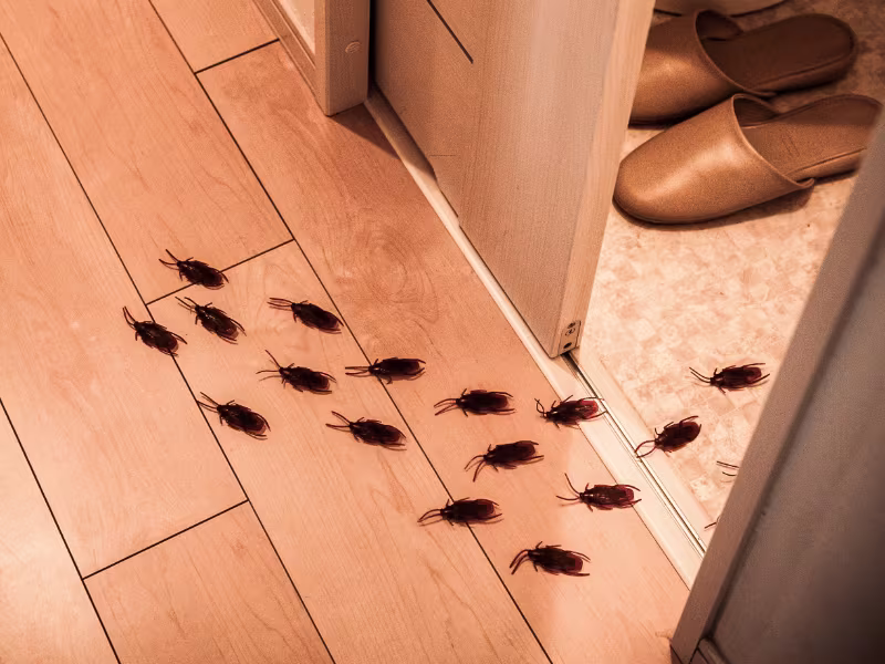 Bumblebee feeding on a flowering plant near a residential garden