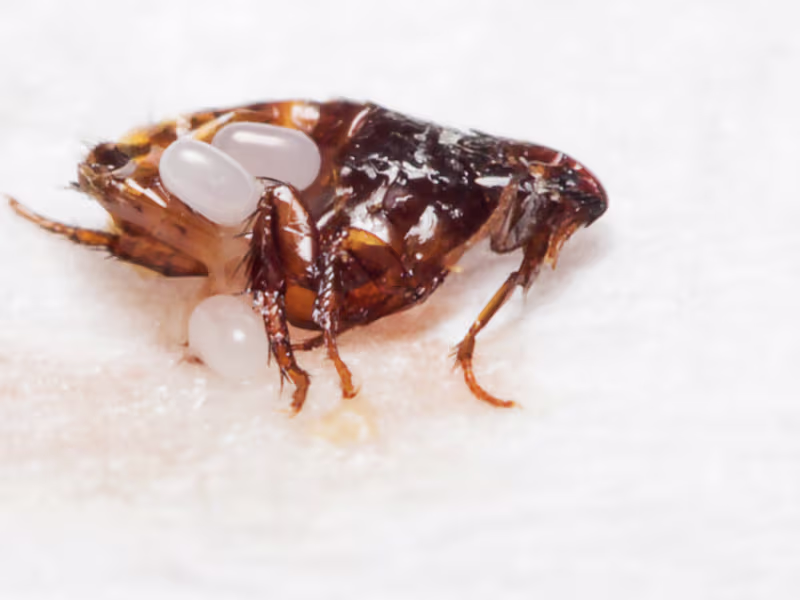 Bumblebee feeding on a flowering plant near a residential garden