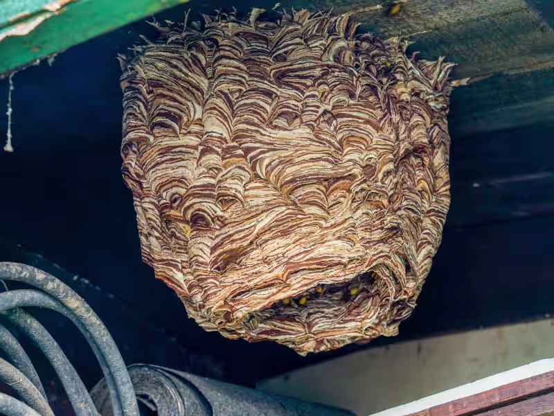 Bumblebee feeding on a flowering plant near a residential garden