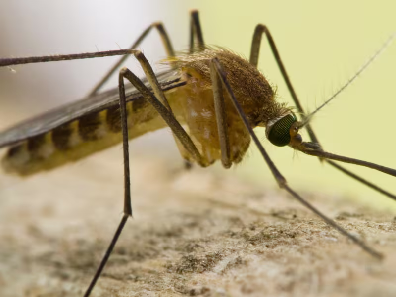 Bumblebee feeding on a flowering plant near a residential garden