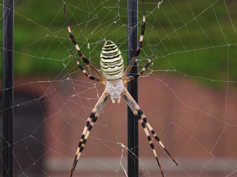 Large striped spider on web needing spider control in Brampton