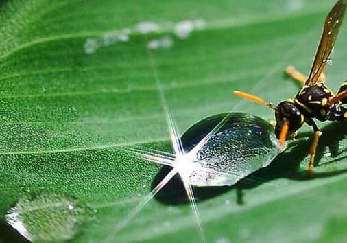 4 best home remedies for wasp stings