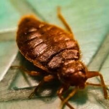 bed bugs in hotels