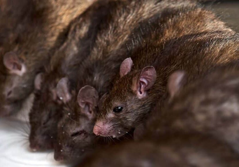Rodent Lifecycle & Infestation Control in Toronto