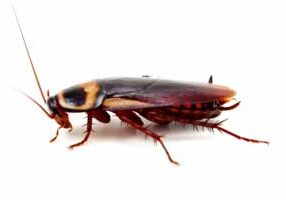 american cockroach removal guelph