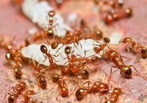 Ant Control Cambridge