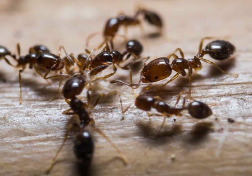 Ants in the Workplace: Effective Strategies to Deter Ants from Your Toronto Office Buildings