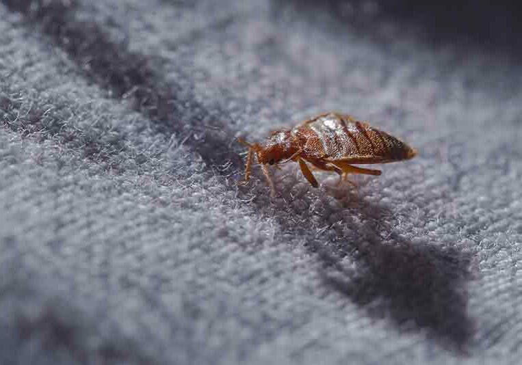 bed bug removal mississauga