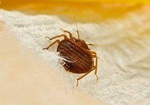 bedbug removal ajax