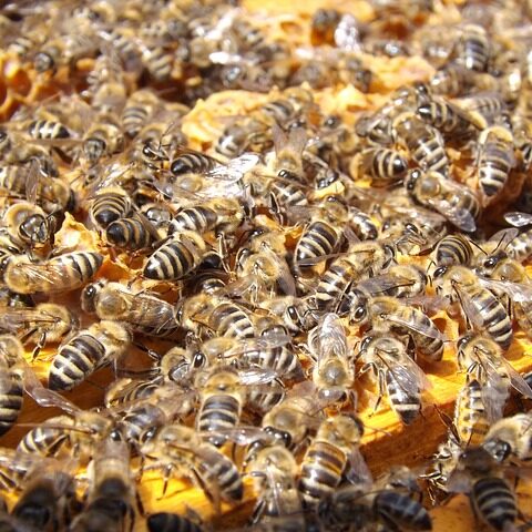 Honeybee Hives or Exterminate