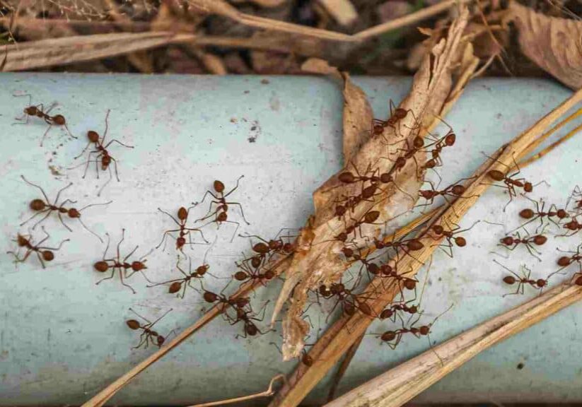 carpenter ant prevention how to make your property less appealing