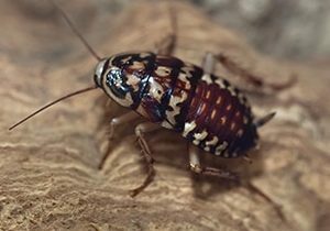 cockroach removal Kitchener