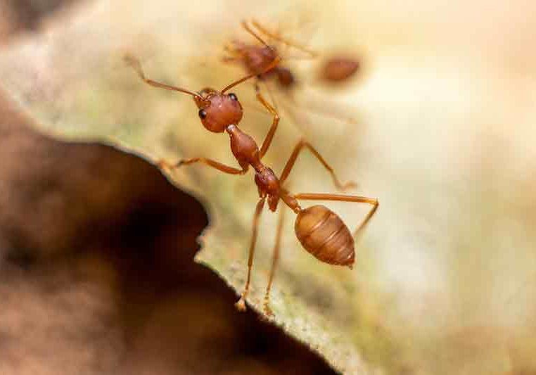 fire ants removal vaughan
