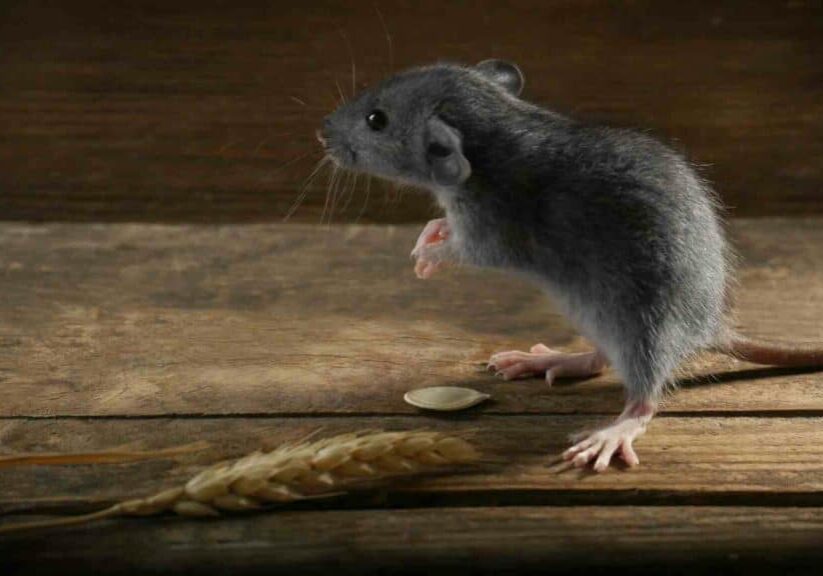 From Delightful to Disgusting: How Mice Can Ruin Your Favorite Toronto Restaurant