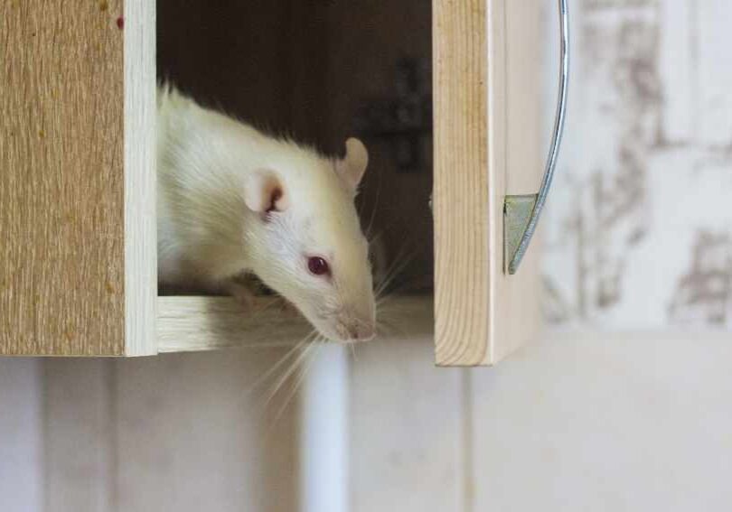 How Rats Can Destroy Your Business Reputation in Toronto