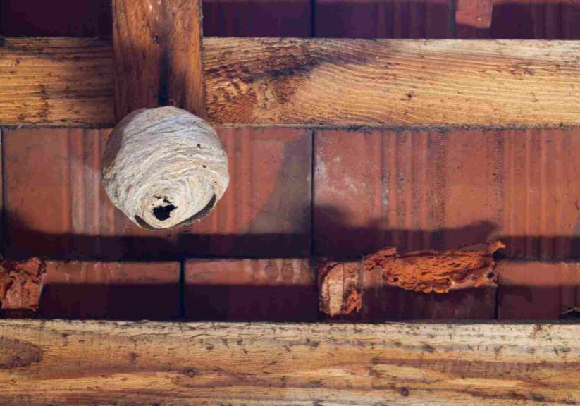 How to Identify and Safely Remove Hornet Nests in Toronto