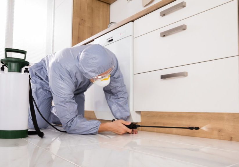 how to identify the signs of pests in your home