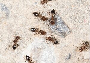 Industrial Ant Control Cambridge