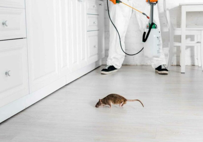 Protecting Your Health: Understanding the Diseases Carried by Rodents in Toronto