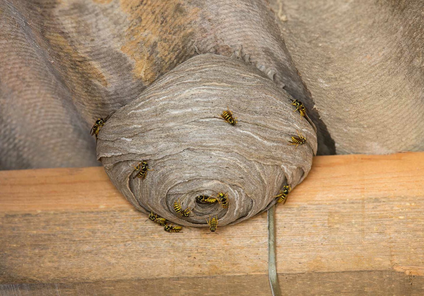 remove wasps nest in kitchener
